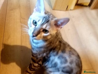 Bengal cats - Advert 9