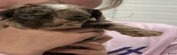 Cockapoo dogs for sale: Ready Now F1 Cockapoo girl - Advert 25