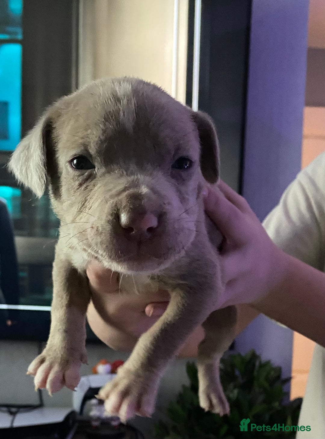 Mixed Breed dogs for sale: Cane corso x  - Image 27