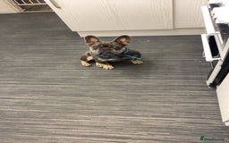 French Bulldog dogs for sale: Male Frenchie 2 years old - Image 1