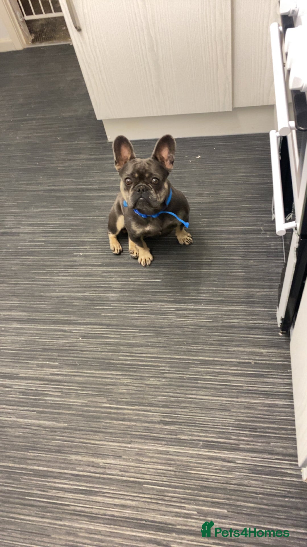 French Bulldog dogs for sale: Male Frenchie 2 years old - Image 1