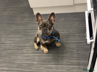 French Bulldog dogs - Advert 2