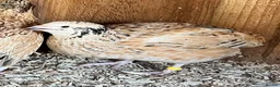 Quail poultry for sale: XL Giant Jumbo Italian Quail Hatching Eggs sexab  - Advert 5