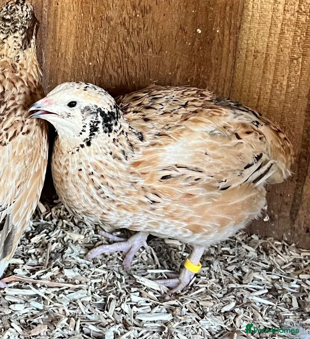 Quail poultry for sale: XL Giant Jumbo Italian Quail Hatching Eggs sexab  - Advert 5