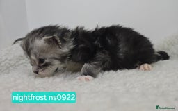 Maine Coon cats for sale: Maine Coon Kittens Silver Imported Shaded Lines - Image 10