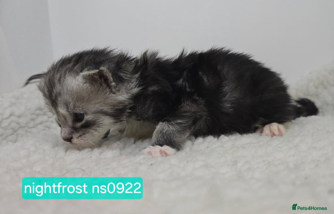 Maine Coon cats for sale: Maine Coon Kittens Silver Imported Shaded Lines - Image 10
