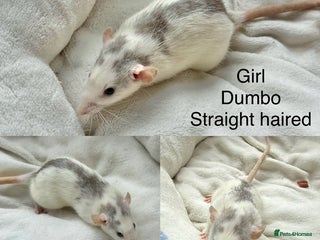 Rat rodents in Helston - Advert 13