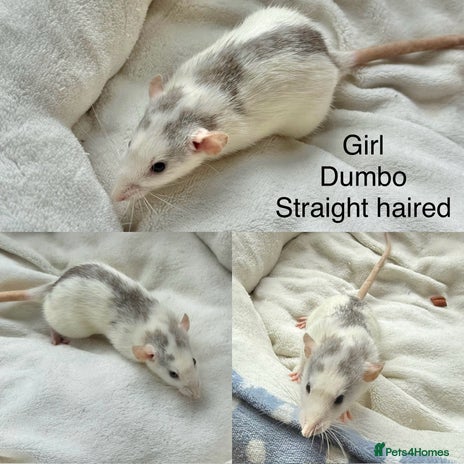 Rat rodents in Helston - Advert 2