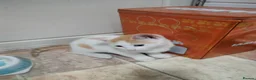 Mixed Breed cats for sale: Two ginger and white kittens  - Advert 4