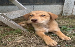 Mixed Breed dogs for sale: puppy for sale Rottweiler/German Shepherd mixed - Image 4
