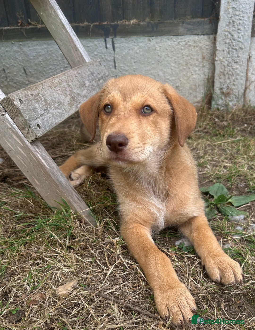 Mixed Breed dogs for sale: puppy for sale Rottweiler/German Shepherd mixed - Image 4