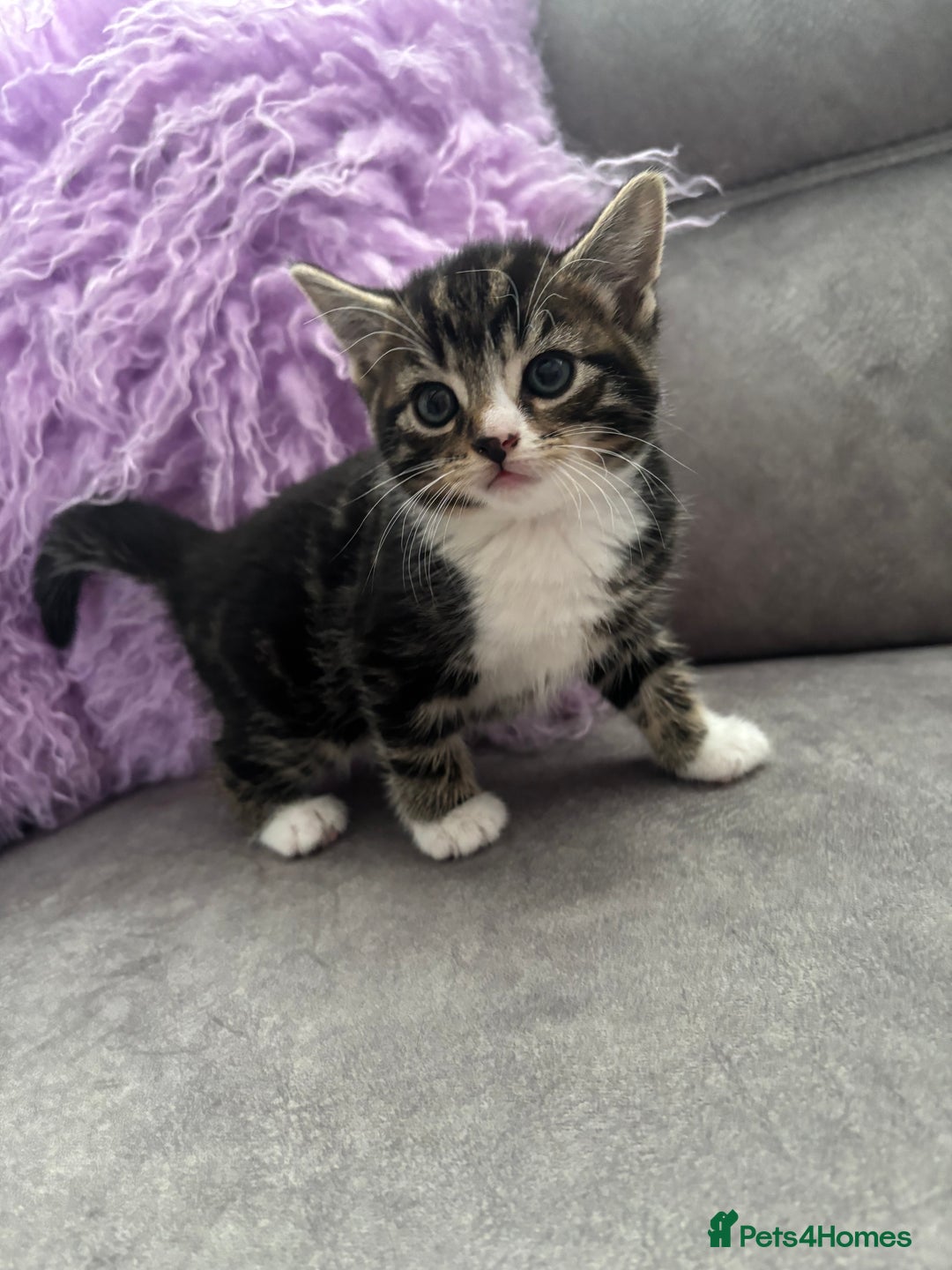 Mixed Breed cats for sale: 3 tiny kittens - Image 7