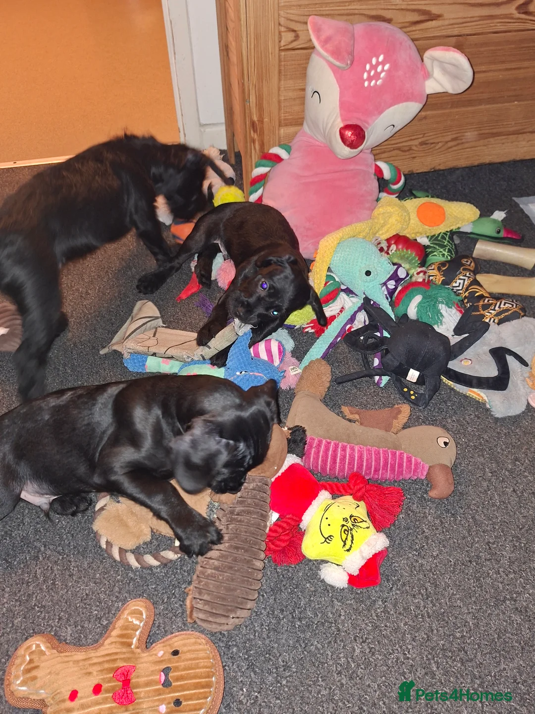 Mixed Breed dogs for sale: Miniature Poodle cross french bulldog puppies  - Advert 25