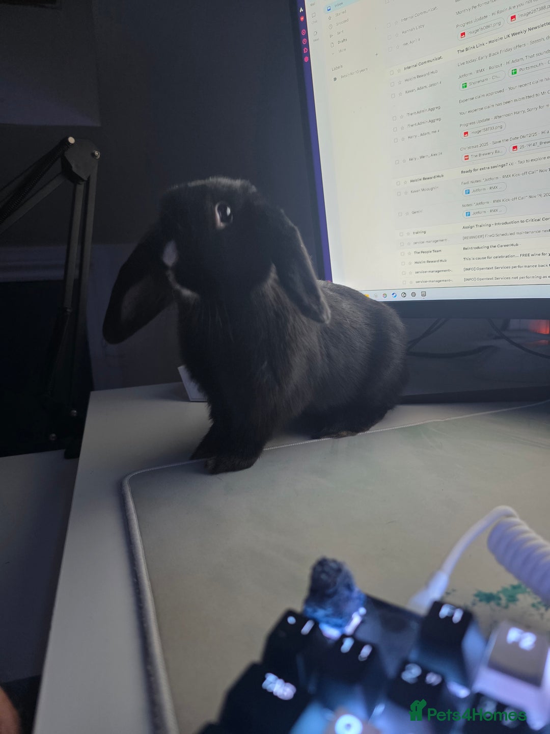 Mini Lop rabbits for sale: 2 Black and White Dutch x Mini Lop Babies - Advert 1