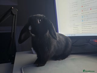 Mini Lop rabbits 5 Black and White Dutch x Mini Lop Babies - Advert 15