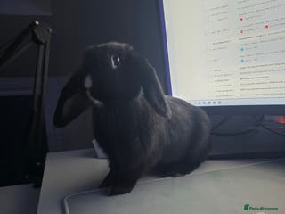 Mini Lop rabbits 5 Black and White Dutch x Mini Lop Babies - Advert 16