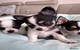 Chihuahua dogs for sale: Chihuahua  - Image 12