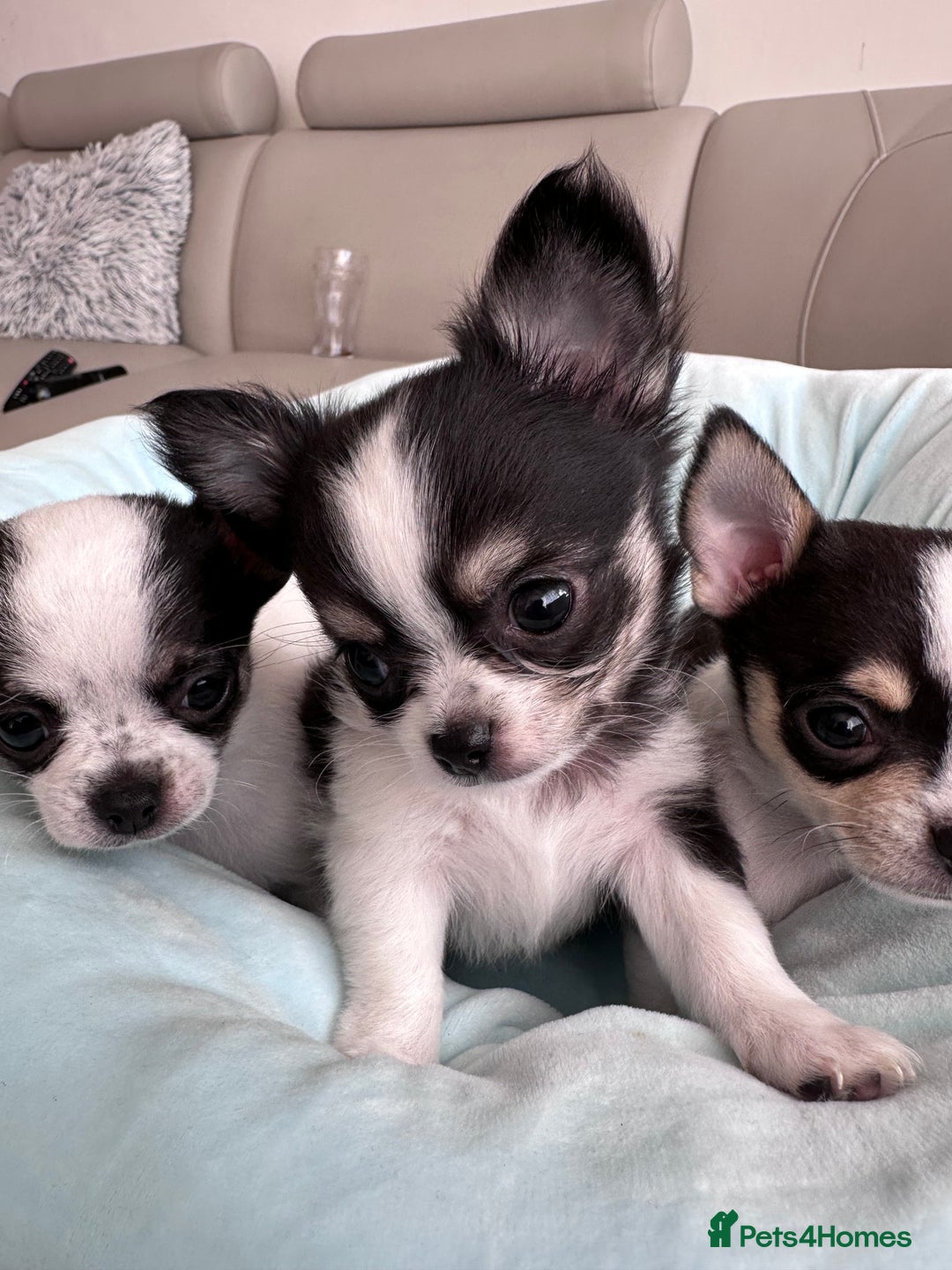 Chihuahua dogs for sale: Chihuahua  - Image 12