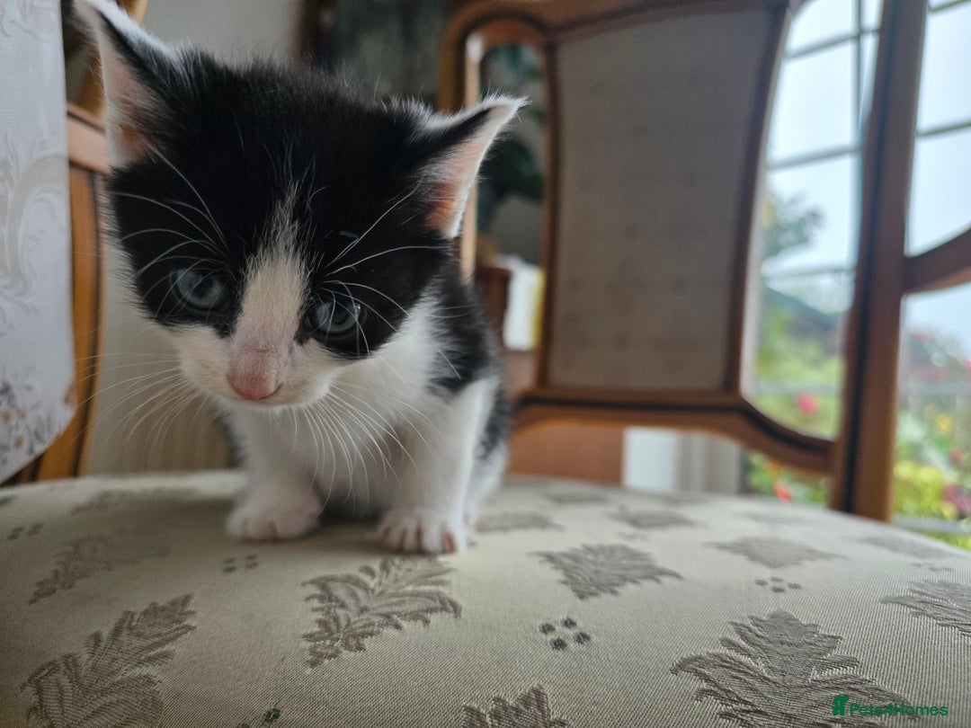 Mixed Breed cats for sale: 5 Adorable Kittens Ready for New Homes 🐾 - Image 17