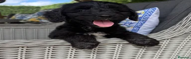 Cockapoo 3