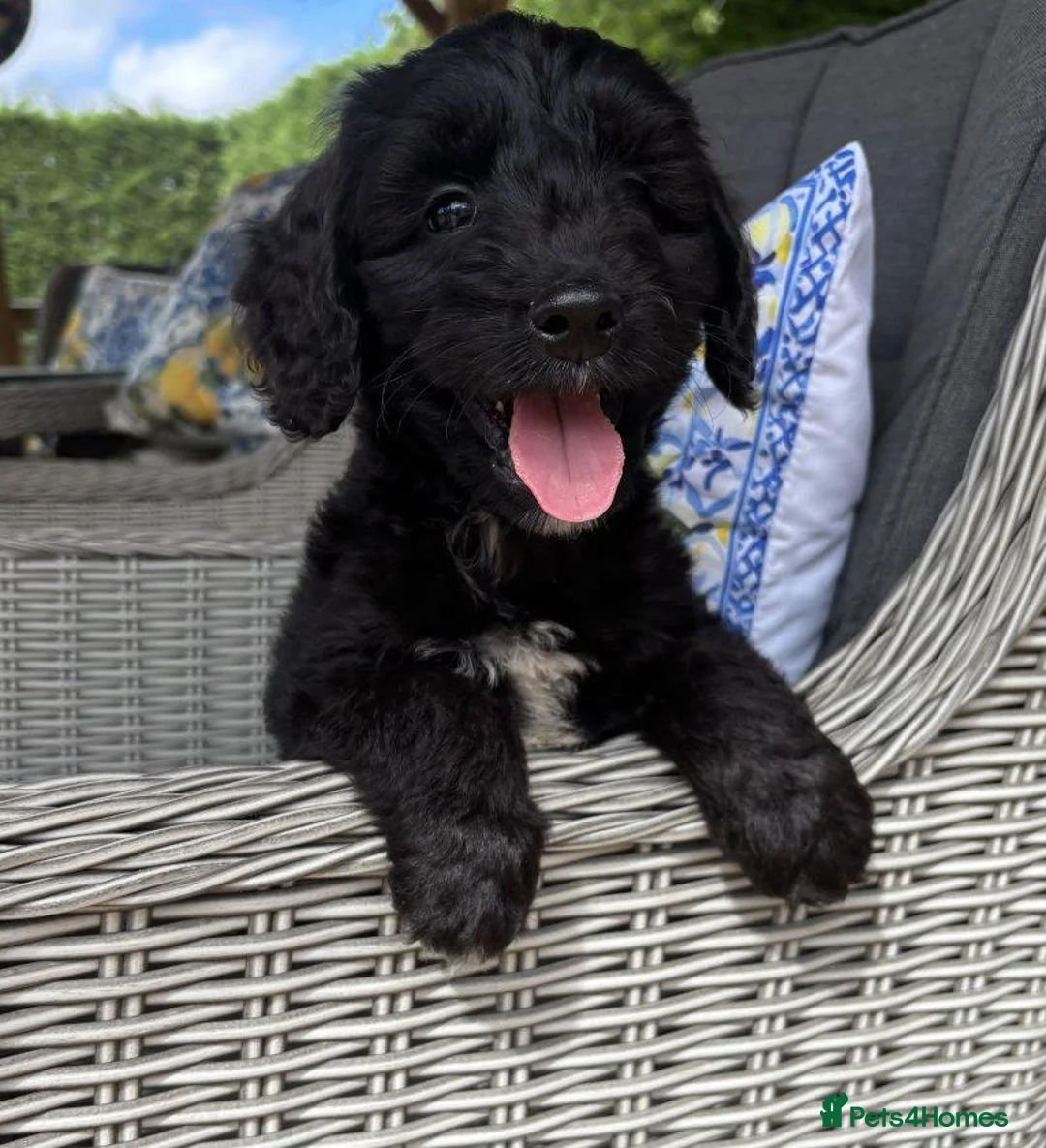 Cockapoo dogs for sale: Beautiful Cockapoo Puppies 1 Boy, 2 Girls - Advert 2