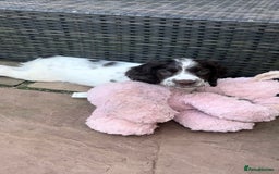 English Springer Spaniel dogs for sale: Superb DNA KC Champion Bred Working Springer Pups - Image 5