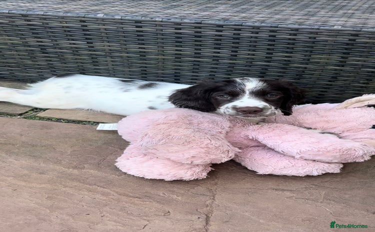 English Springer Spaniel dogs - Advert 3