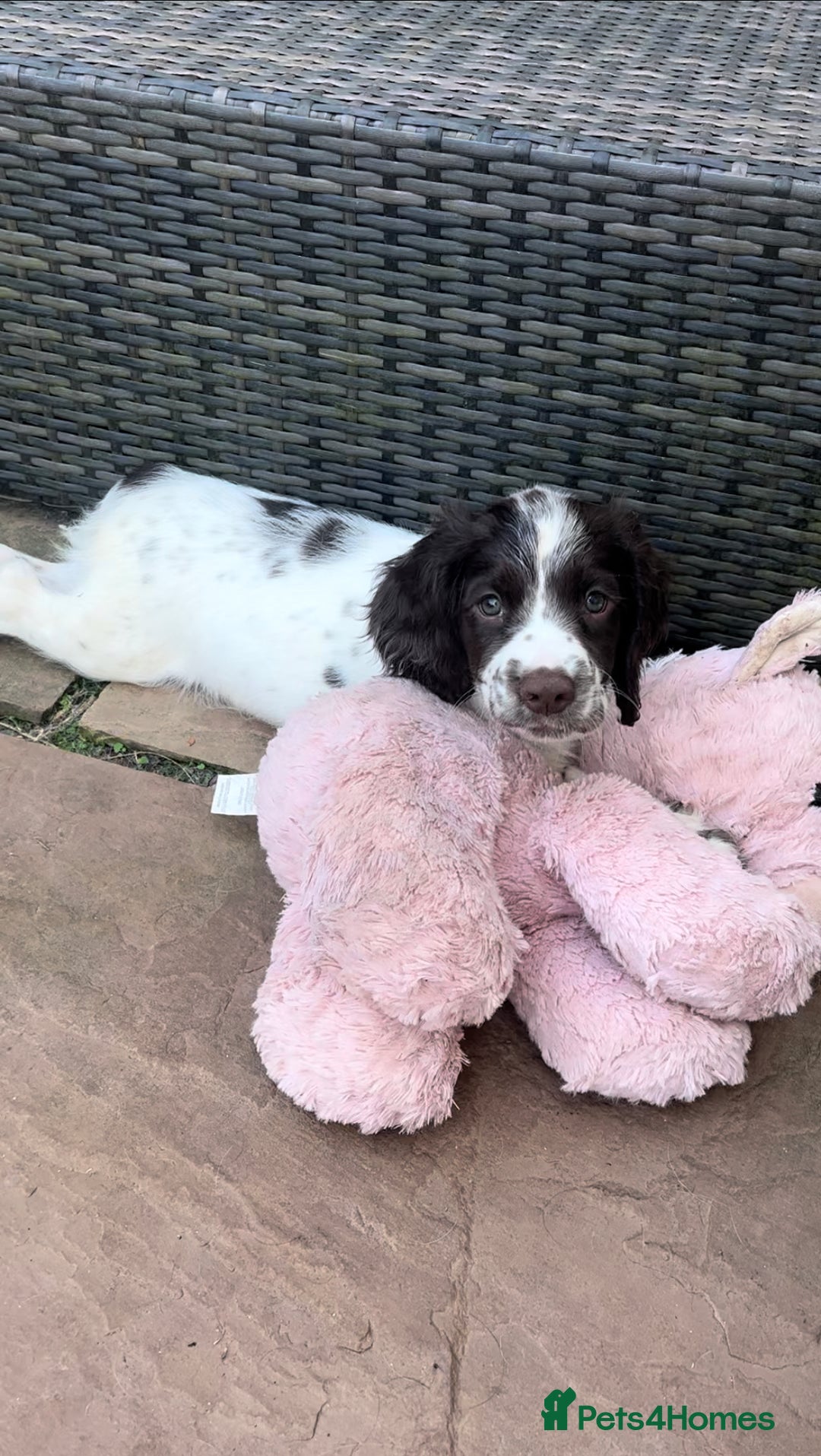 English Springer Spaniel dogs for sale: Superb DNA KC Champion Bred Working Springer Pups - Image 5