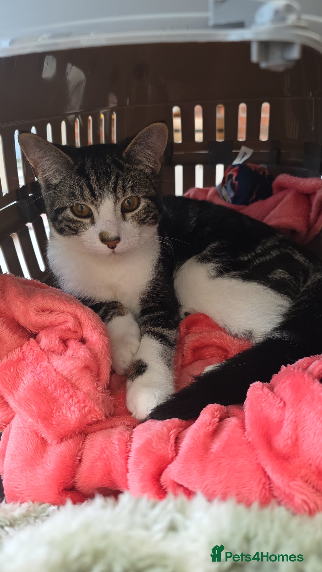 British Shorthair cats for sale: Male British shorthair looking for a new home - Advert 7