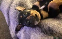 Mixed Breed dogs for sale: French Bullweilers - Image 2