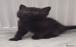 British Shorthair cats for sale: Ready now! Affectionate Black GCCF female - Image 6