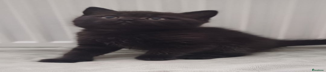 Jet