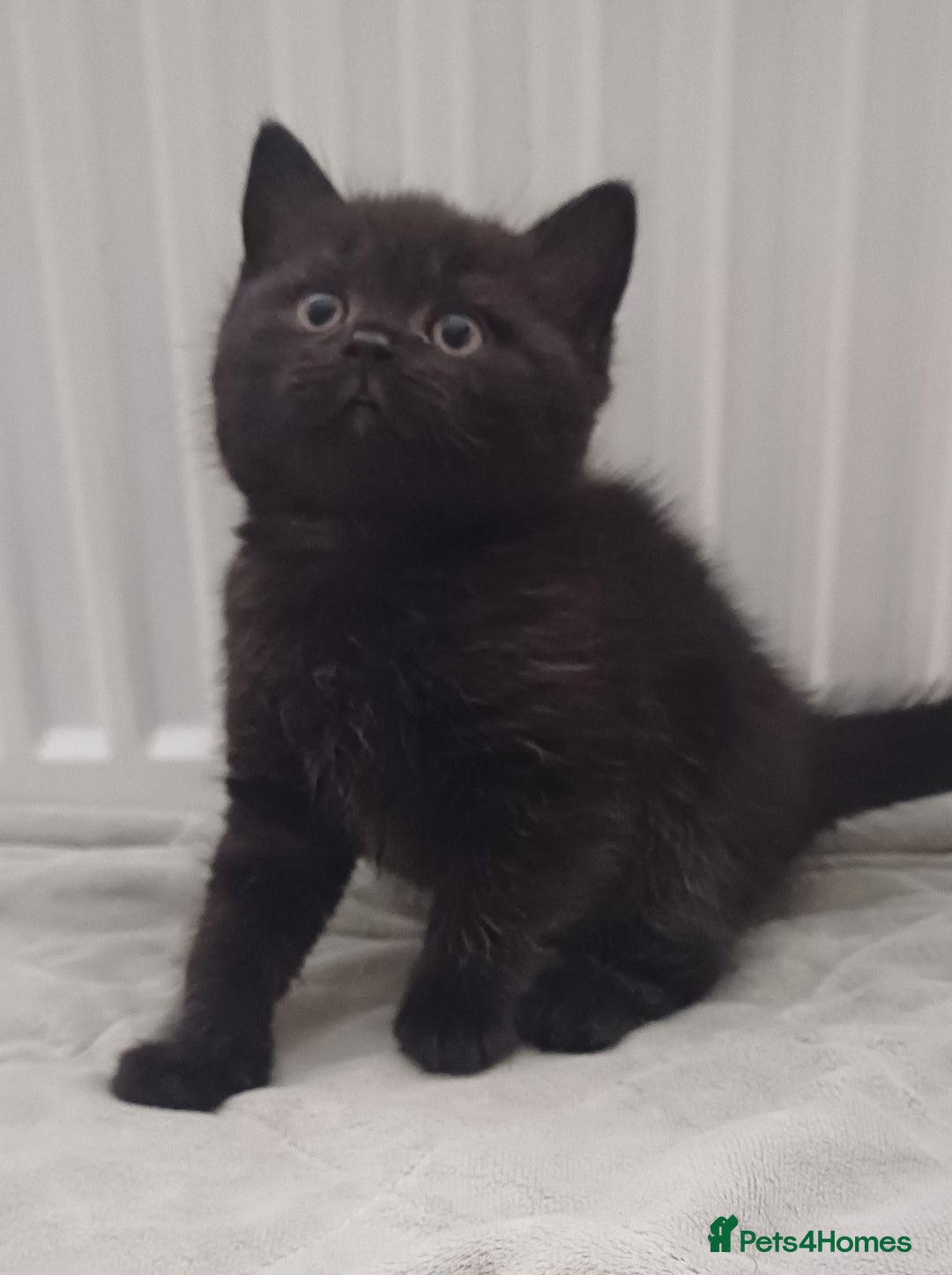 British Shorthair cats for sale: Ready now! Affectionate Black GCCF female - Image 6