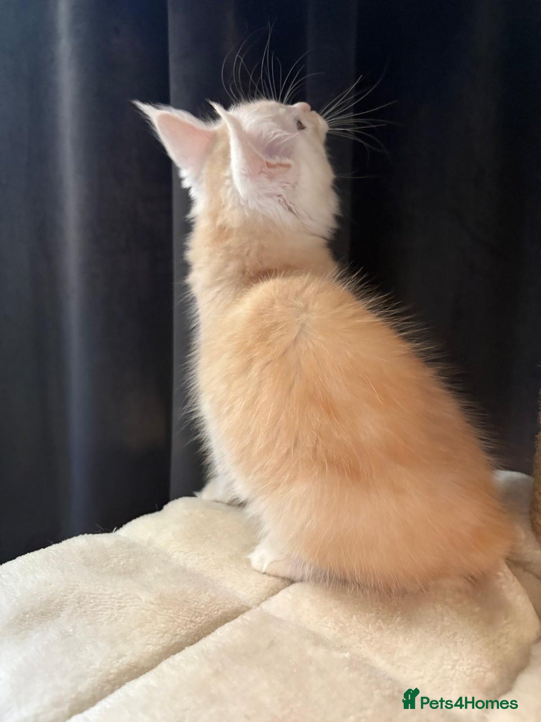 Maine Coon cats for sale: XL Maine Coon Kittens for Sale – TICA Reg - Advert 31