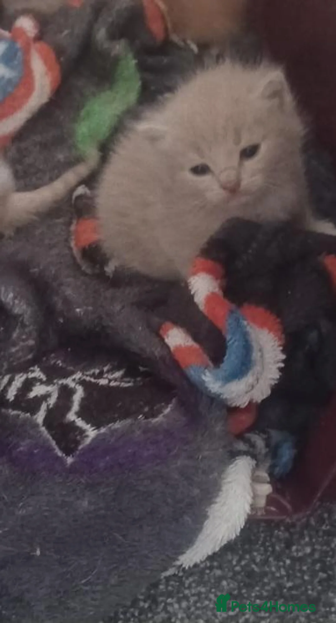Mixed Breed cats for sale: Light ginger kitten  - Advert 1