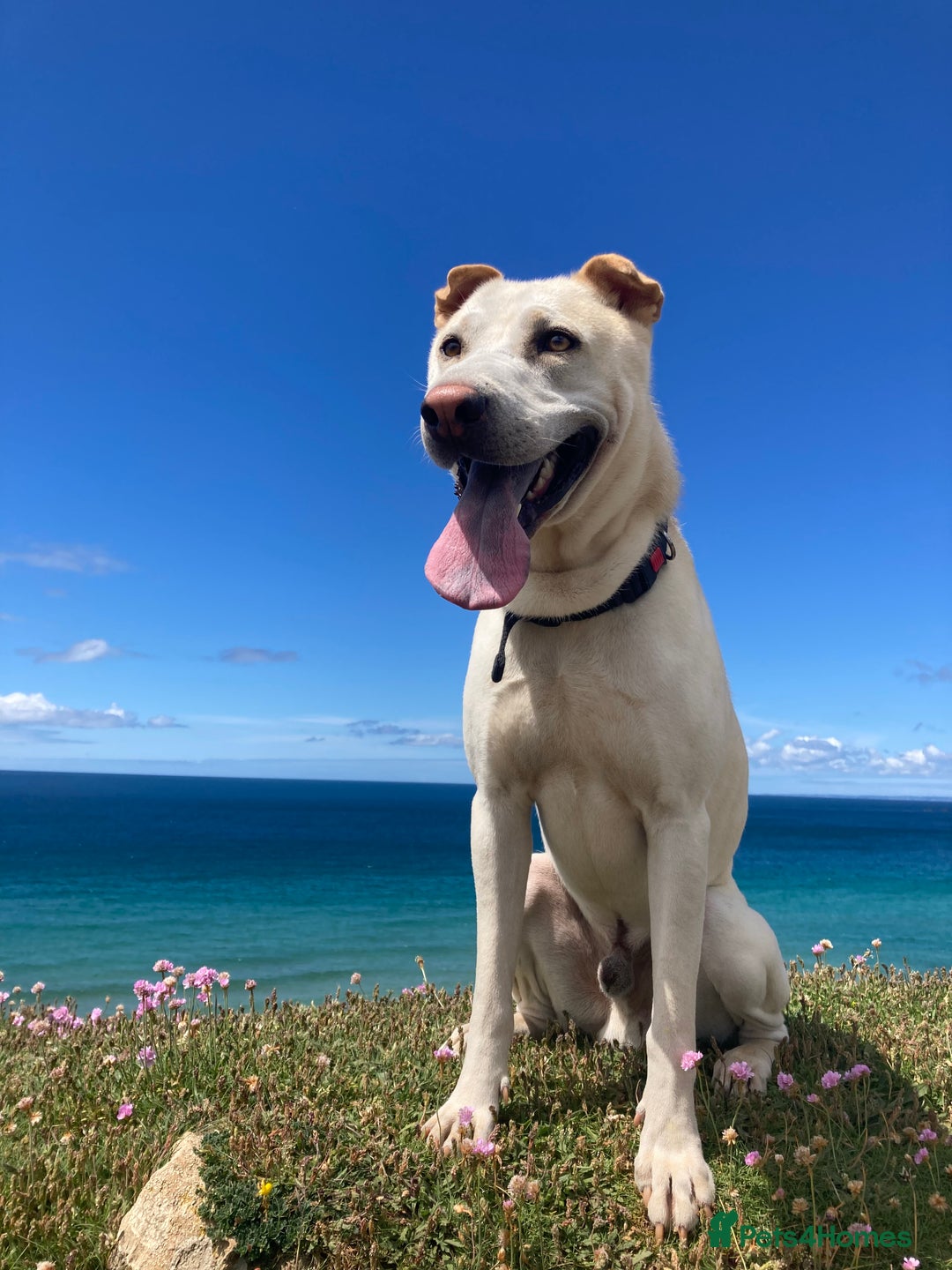 Mixed Breed dogs for sale: Husky x shar pei  - Advert 2