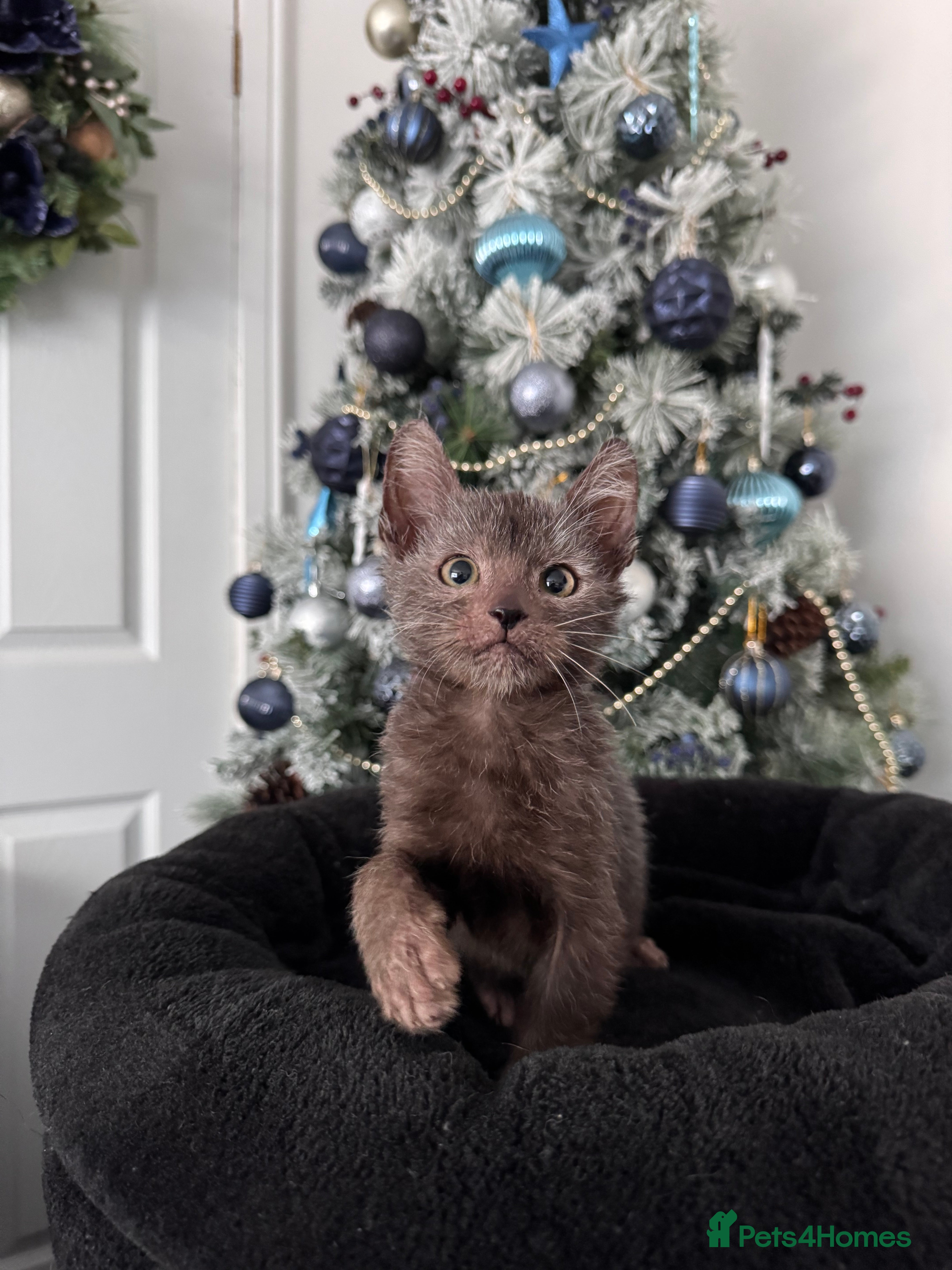 Lykoi cats Adorable Lykoi Kittens  - Advert 1