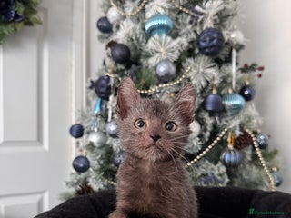 Lykoi cats Adorable Lykoi Kittens - Advert 18