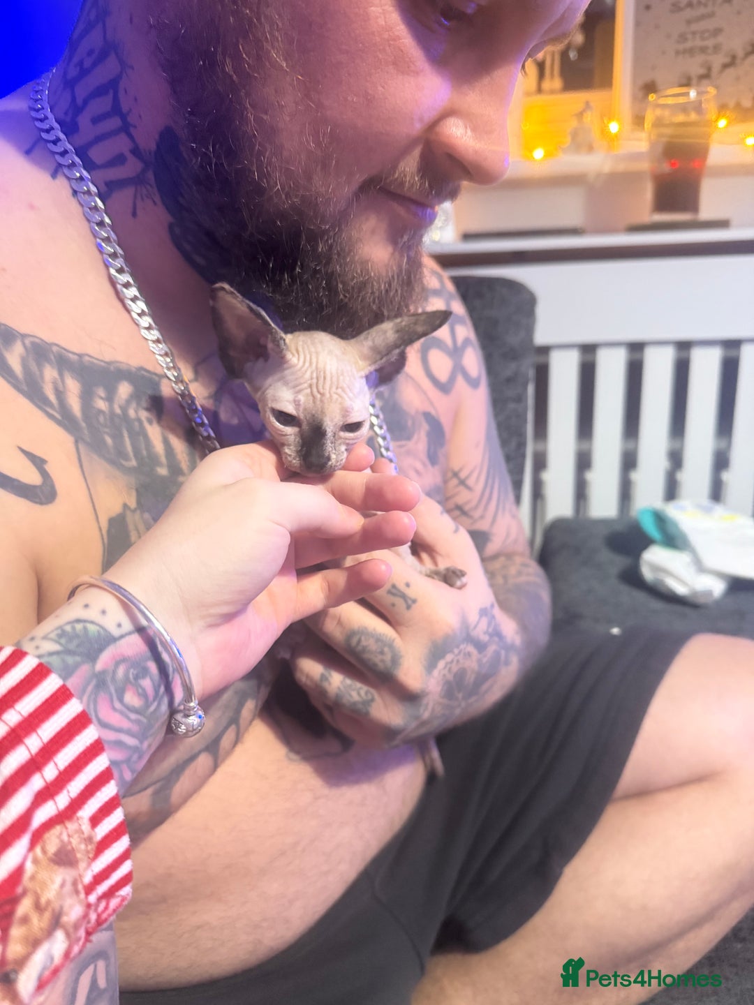 Sphynx cats for sale: Female bambino Sphynx  - Advert 8