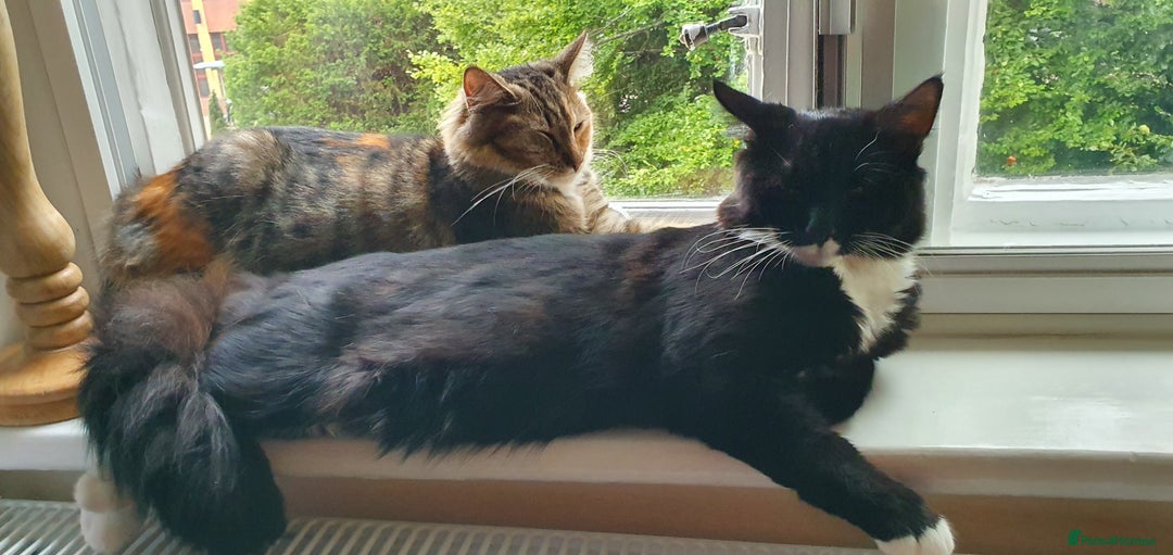 Maine Coon cats for sale: Maine coon mixed breed - Image 9