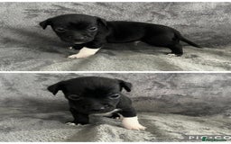 Jack Russell dogs for sale: 7 jack Russel puppies  - Image 7