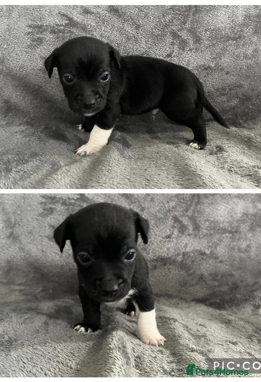 Jack Russell dogs for sale: 7 jack Russel puppies  - Image 7