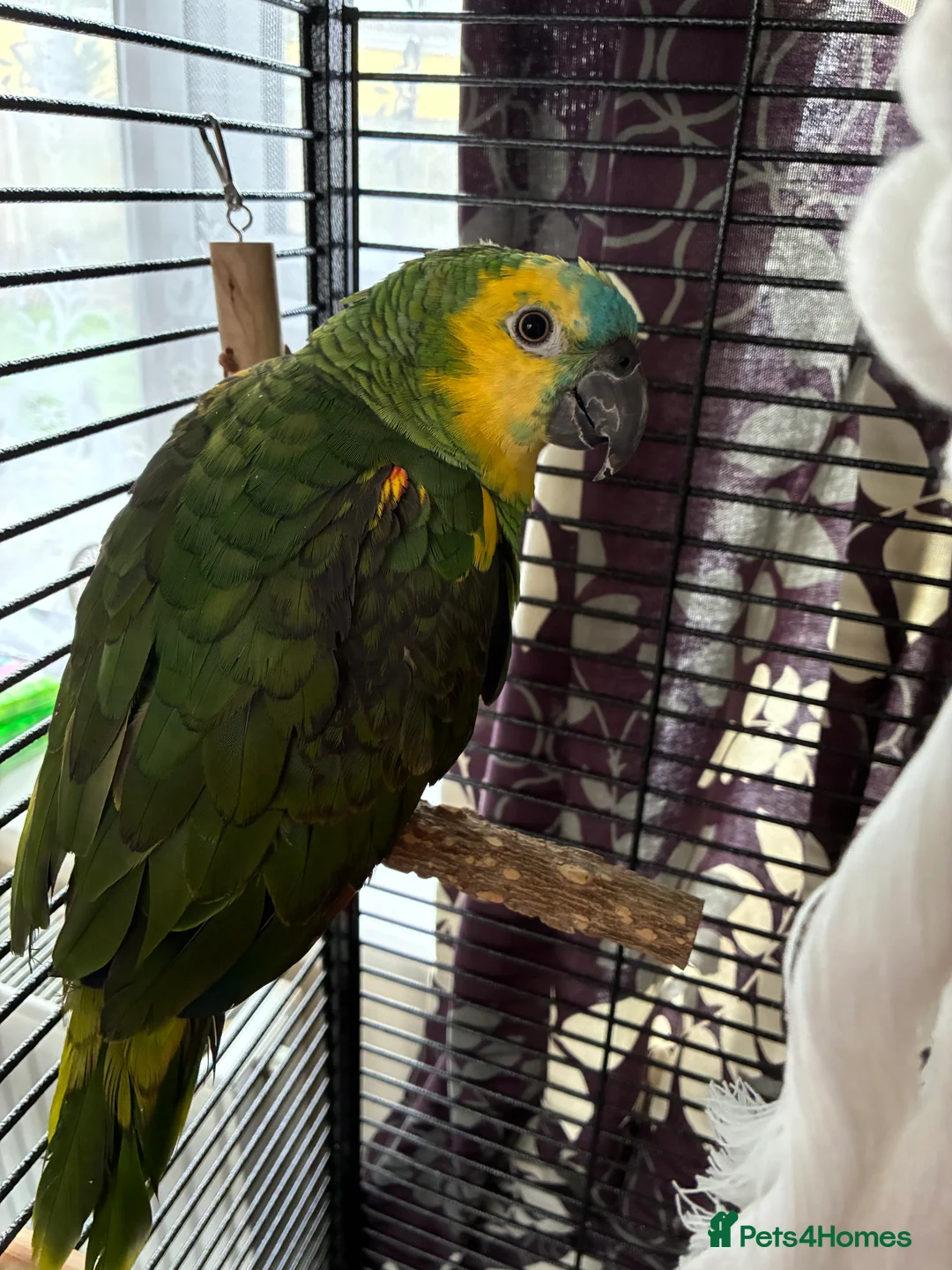 Parrots birds for sale: Blue fronted Amazon young - Advert 1