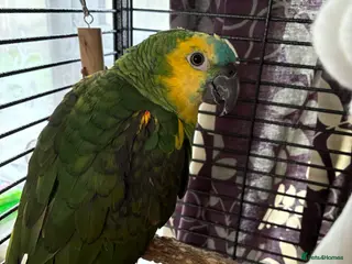 Parrots birds Blue fronted Amazon young - Advert 2