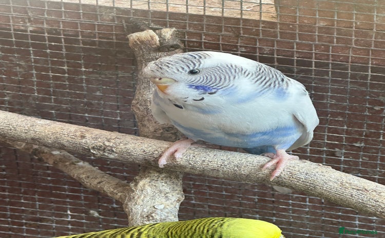 Budgerigars birds - Advert 2
