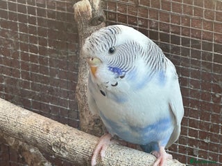 Budgerigars birds - Advert 27