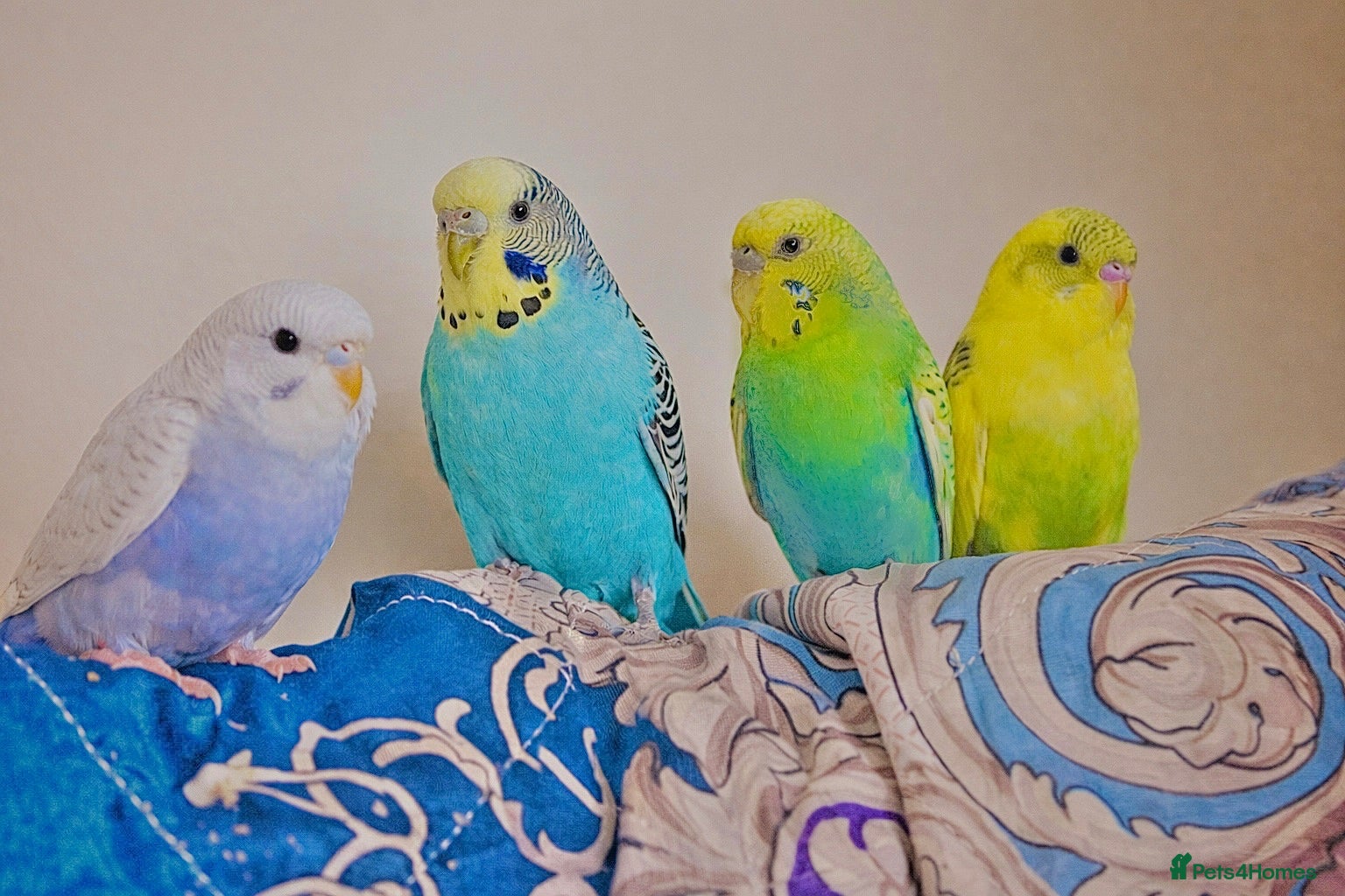Budgerigars birds Budgies for sale - Advert 1