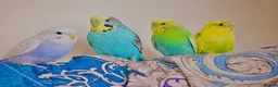 Budgerigars birds for sale: Budgies for sale in Chesham - Advert 1