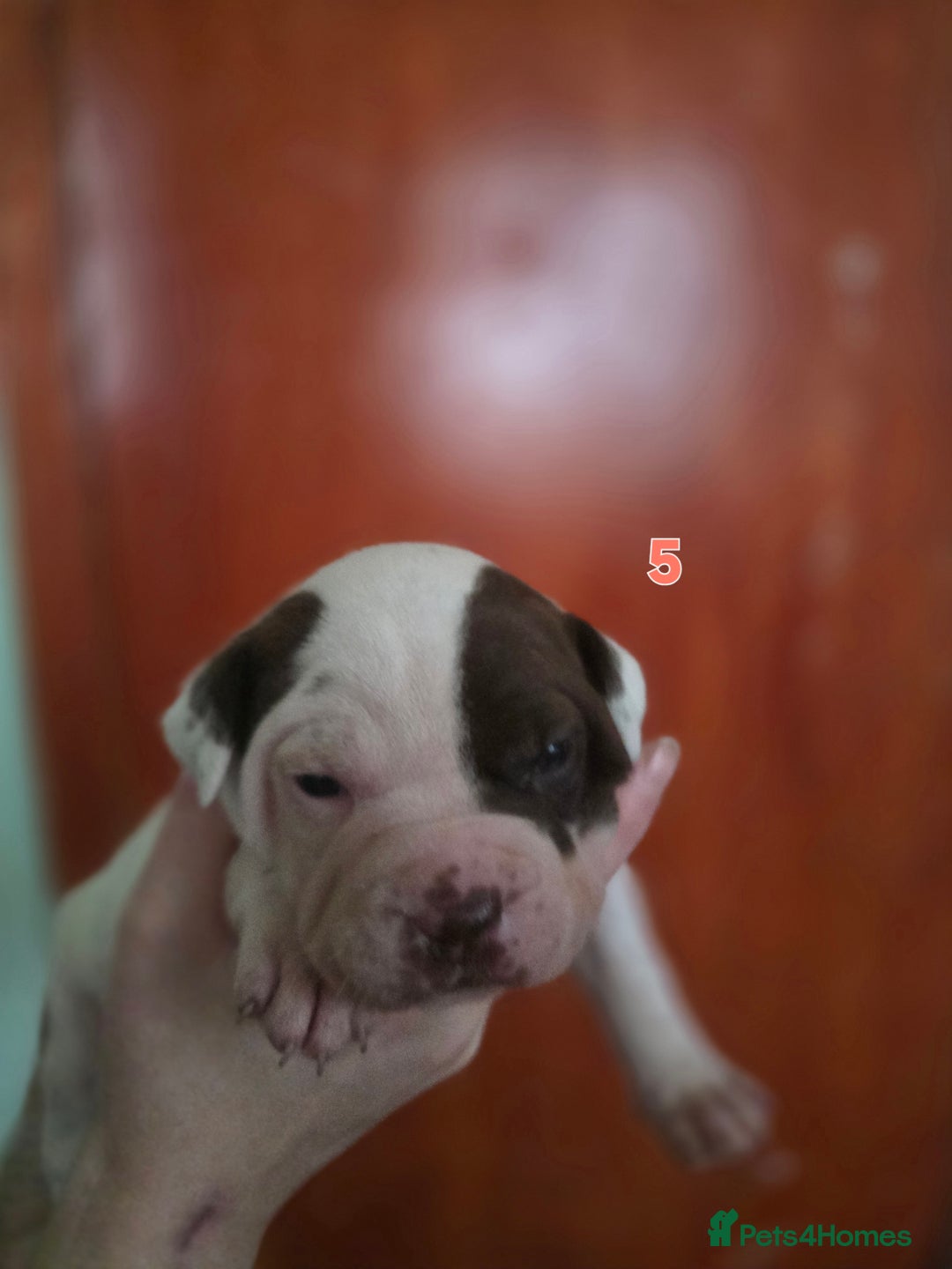 American Bully dogs for sale: Standard American bullys - Advert 2
