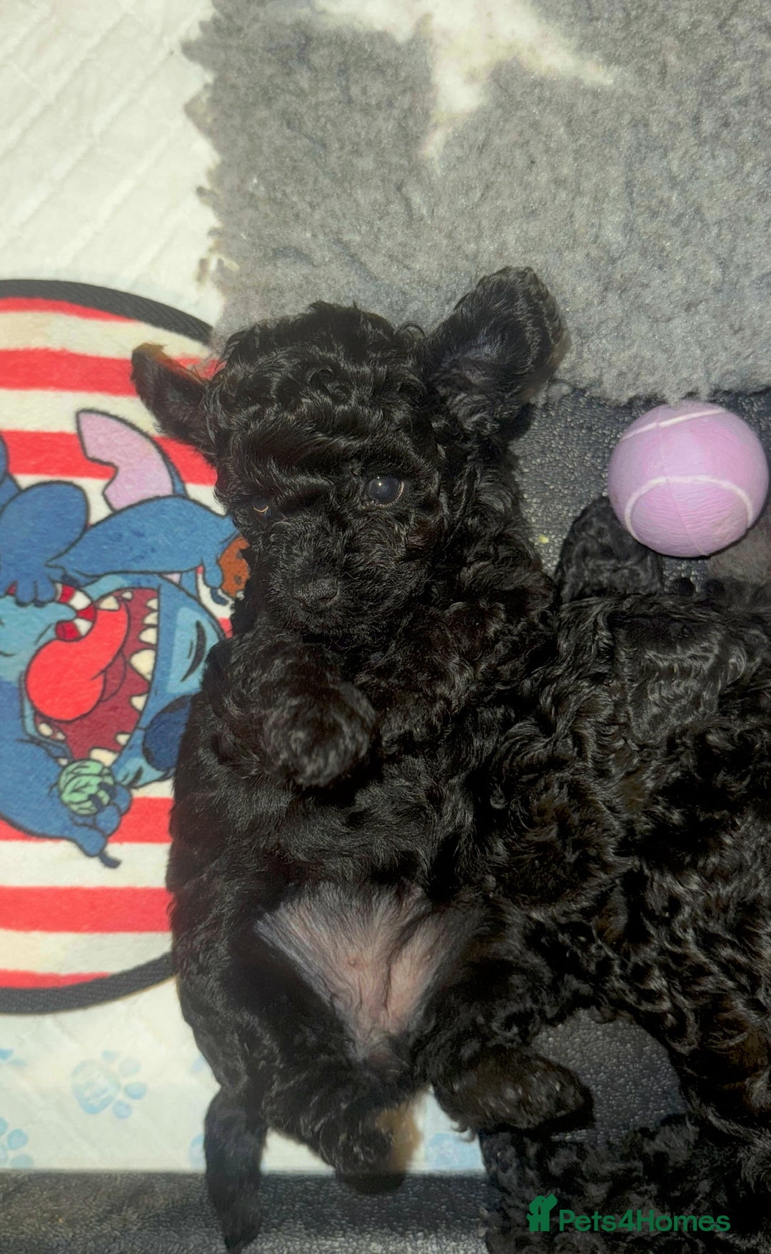 Toy Poodle dogs for sale:  Beautiful Tiny Toy Poodle Puppies  - Image 10